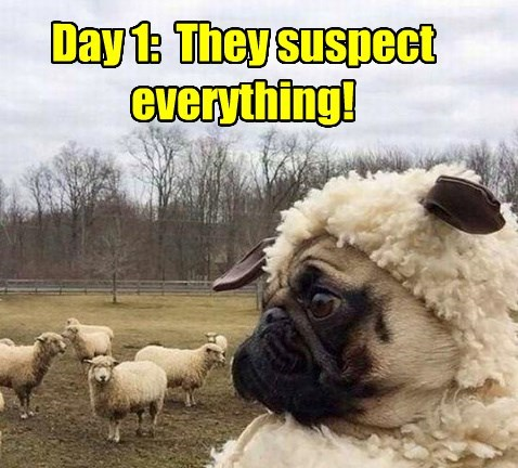 They suspect everything meme